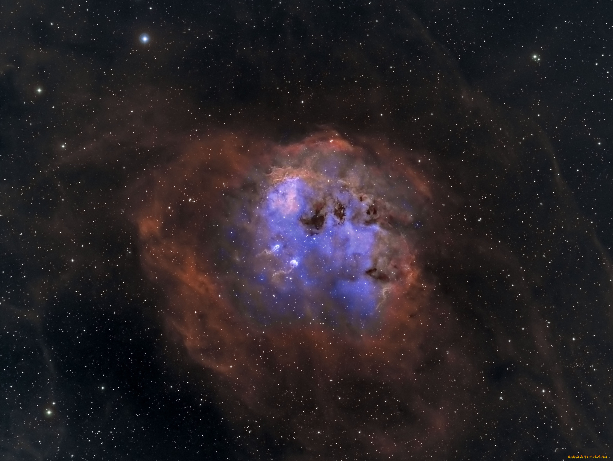 ic410 - the tadpoles, , , , 